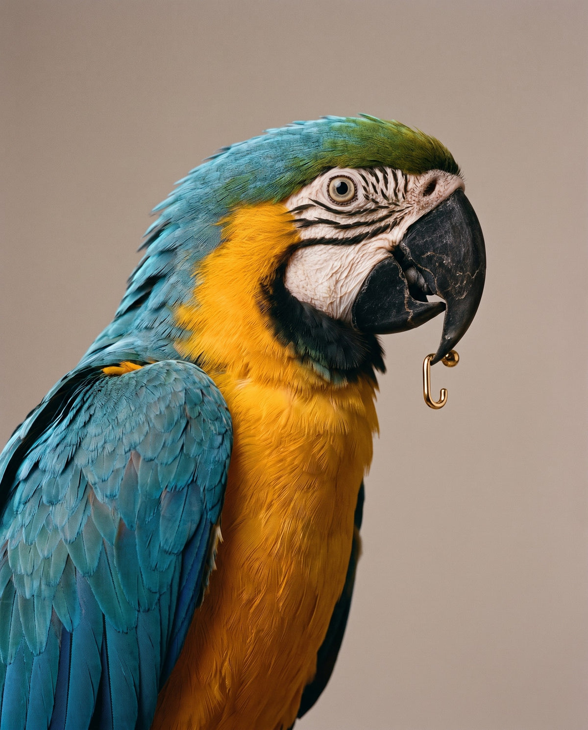 A Ball Open Hoop in 18K Gold Vermeil hanging from a macaw's beak, against a grey wall.